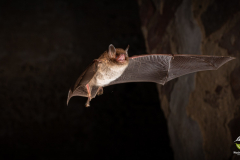 Wasserfledermaus (Myotis daubentonii)