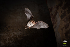 Wasserfledermaus (Myotis daubentonii)