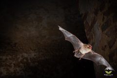 Wasserfledermaus (Myotis daubentonii)