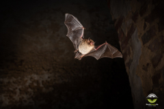 Wasserfledermaus (Myotis daubentonii)