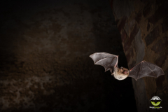 Wasserfledermaus (Myotis daubentonii)