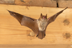 Wimperfledermaus (Myotis emarginatus)