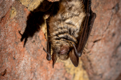 Wimperfledermaus (Myotis emarginatus)