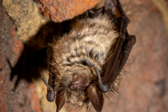 Wimperfledermaus (Myotis emarginatus)