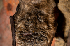 Wimperfledermaus (Myotis emarginatus)