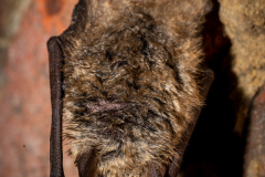 Wimperfledermaus (Myotis emarginatus)