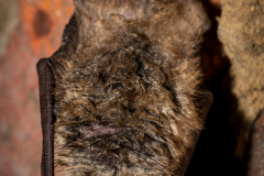 Wimperfledermaus (Myotis emarginatus)