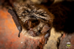 Wimperfledermaus (Myotis emarginatus)