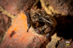 Wimperfledermaus (Myotis emarginatus)