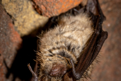 Wimperfledermaus (Myotis emarginatus)