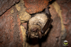 Wimperfledermaus (Myotis emarginatus)