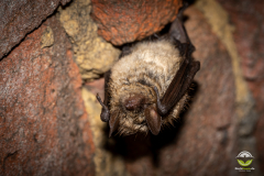 Wimperfledermaus (Myotis emarginatus)