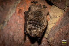 Wimperfledermaus (Myotis emarginatus)