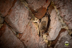 Wimperfledermaus (Myotis emarginatus)