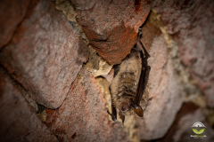 Wimperfledermaus (Myotis emarginatus)