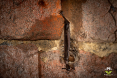 Wimperfledermaus (Myotis emarginatus)