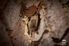 Wimperfledermaus (Myotis emarginatus)