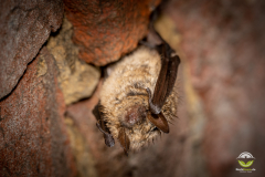 Wimperfledermaus (Myotis emarginatus)