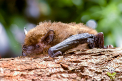 Zwergfledermaus (Pipistrellus pipistrellus)