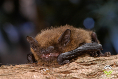 20050910_Zwergfledermaus_Pipistrellus-pipistrellus_Christian-Giese_02