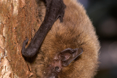 20050910_Zwergfledermaus_Pipistrellus-pipistrellus_Christian-Giese_03