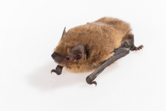 Zwergfledermaus (Pipistrellus pipistrellus)