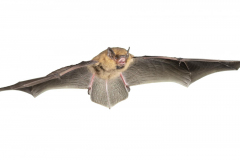 Zwergfledermaus (Pipistrellus pipistrellus)