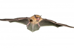 Zwergfledermaus (Pipistrellus pipistrellus)