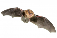 Zwergfledermaus (Pipistrellus pipistrellus)