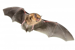 Zwergfledermaus (Pipistrellus pipistrellus)