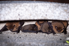 20210715_Zwergfledermaus_Pipistrellus-pipistrellus_Christian-Giese_DSC0962