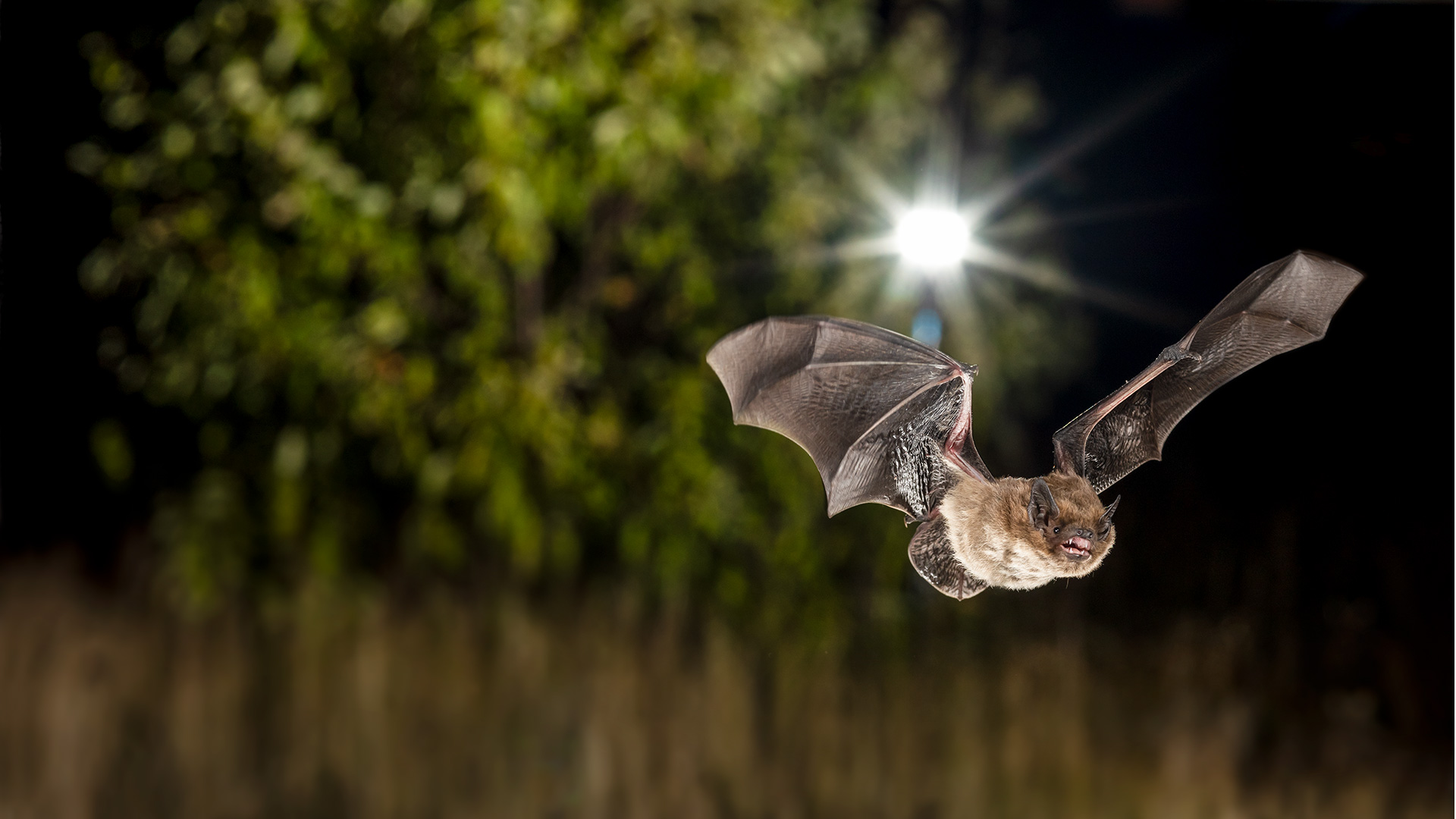 Rauhautfledermaus (Pipistrellus nathusii)