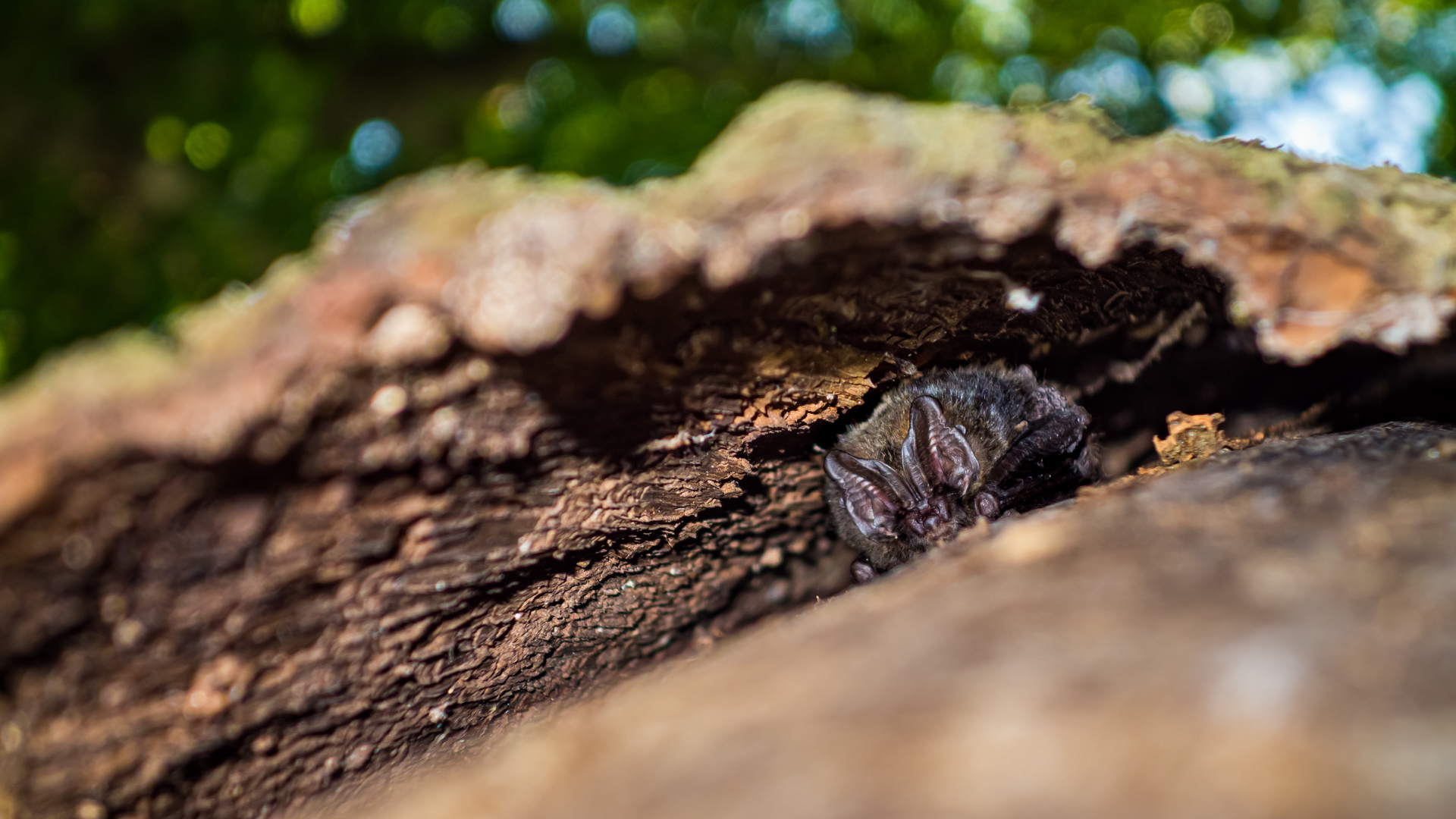 Mopsfledermaus (Barbastella barbastellus)